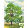 Image 1 : 1920's Black Walnut Color Lithograph Print