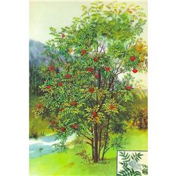 1920's American Mountain Ash Color Lithograph Print