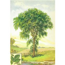 1920's American Elm Color Lithograph Print
