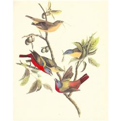 c1950 Audubon Print, Painted Bunting