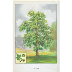 1920's Hickory Tree Color Lithograph Print