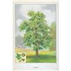 Image 1 : 1920's Hickory Tree Color Lithograph Print