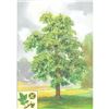 Image 2 : 1920's Hickory Tree Color Lithograph Print