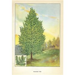 1920's Balsam Fir Color Lithograph Print