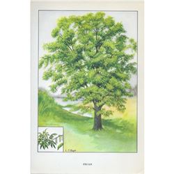 1920's Pecan Tree Color Lithograph Print