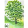 Image 2 : 1920's Pecan Tree Color Lithograph Print