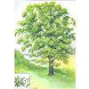 Image 3 : 1920's Pecan Tree Color Lithograph Print