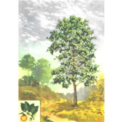 1920's Persimmon Fruit Tree Color Lithograph Print