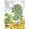 Image 1 : 1920's Persimmon Fruit Tree Color Lithograph Print