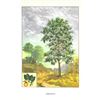 Image 2 : 1920's Persimmon Fruit Tree Color Lithograph Print