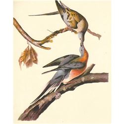 c1950 Audubon Print, Passenger Pigeon