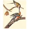 Image 1 : c1950 Audubon Print, Passenger Pigeon