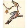 Image 2 : c1950 Audubon Print, Passenger Pigeon
