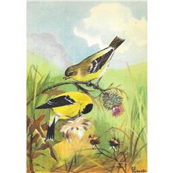 1920's Goldfinch Color Lithograph Print