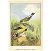 Image 2 : 1920's Goldfinch Color Lithograph Print