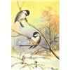 Image 1 : 1920's Chickadee Color Lithograph Print