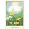 Image 2 : 1920's Dandelion Color Lithograph Print
