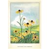 Image 2 : 1920's Black-eyed Susan Color Lithograph Print