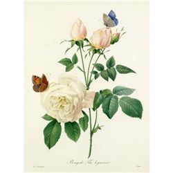 After Pierre-Jospeh Redoute, Floral Print, #123 Bengale The hymenee