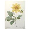 Image 2 : After Pierre-Jospeh Redoute, Floral Print, #29 Dalhia simple