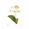 Image 2 : After Pierre-Jospeh Redoute, Floral Print, #137 Gloxinie var. (Gloxinia)