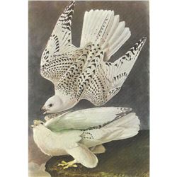 c1950 Audubon Print, White Gyrfalcon