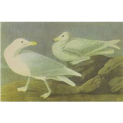 c1946 Audubon Print, #396 Glaucous Gull