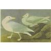 Image 1 : c1946 Audubon Print, #396 Glaucous Gull