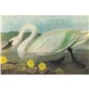 Image 1 : c1946 Audubon Print, #411 Whistling Swan
