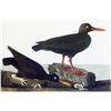 Image 1 : c1946 Audubon Print, #427 Oyster Catchers