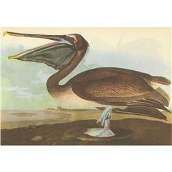 c1946 Audubon Print, #421 Brown Pelican