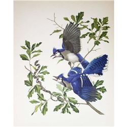 1950 Menaboni Print, Blue Jay