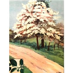 1920's Flowering Dogwood Color Lithograph Print