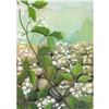 Image 1 : 1920's Clematis Color lithograph Print
