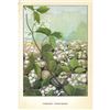 Image 2 : 1920's Clematis Color lithograph Print