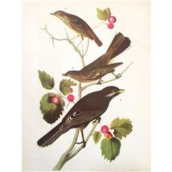 c1946 Audubon Print, #419 Thrush, Solitaire & Jay