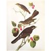 Image 1 : c1946 Audubon Print, #419 Thrush, Solitaire & Jay