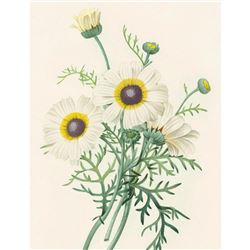 After Pierre-Jospeh Redoute, Floral Print, #22 Chrysantheme carene (Crysanthemum)