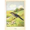 Image 2 : 1920's Catbird Color Lithograph Print