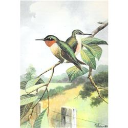 1920's Humming-Bird Color Lithograph Print