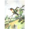 Image 1 : 1920's Humming-Bird Color Lithograph Print