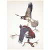Image 1 : 1950 Menaboni Print, Sparrow Hawk
