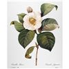 Image 1 : After Pierre-Jospeh Redoute, Floral Print, #14 Camelia blanc ( White Camelia )