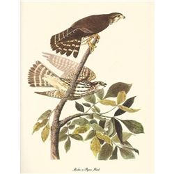 c1950 Audubon Print, Merlin or Pigeon Hawk