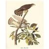 Image 1 : c1950 Audubon Print, Merlin or Pigeon Hawk
