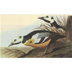 c1946 Audubon Print, Steller's Eider