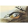 Image 1 : c1946 Audubon Print, Steller's Eider