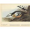 Image 2 : c1946 Audubon Print, Steller's Eider