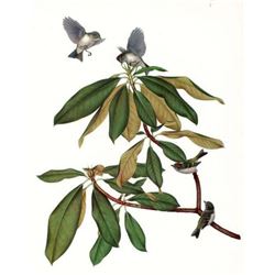 Vintage Menaboni Bird Picture â€“ Ruby-crowned Kinglet