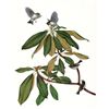 Image 1 : Vintage Menaboni Bird Picture â€“ Ruby-crowned Kinglet